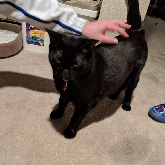 Cats, but nobody wants 'em!!!! - Picture 3 of 5